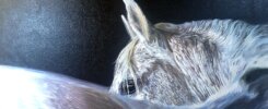 Quadro con cavallo, acrilico e olio su tela, Sandra Petreni Pittura